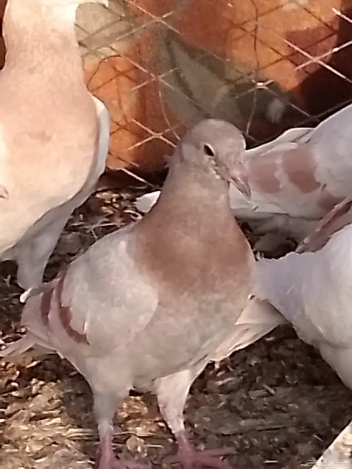 فرخ حمامه للبيع 2