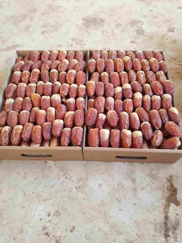 تمر للبيع الصقعي السكري 1