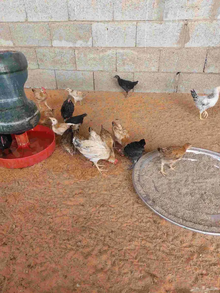 بيع دجاج وديكه صغير شهرين وزياده 2
