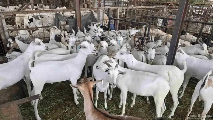 تيوس تربية بسعر 750 شامل تصوير ذبح توزيع توصيل 0