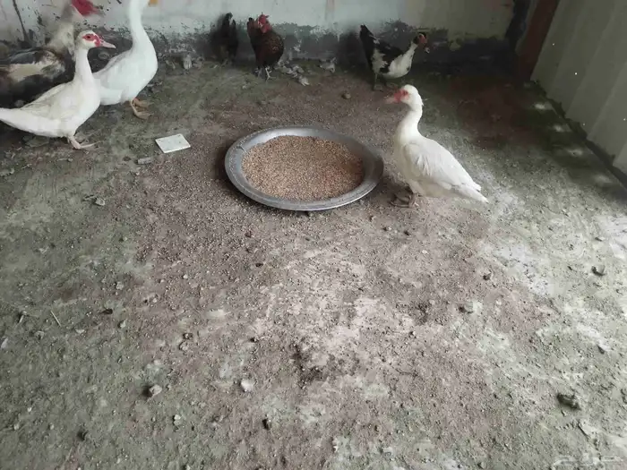 بط نظيف جدا ومنتج 10 حبات ذكور واناثي 2