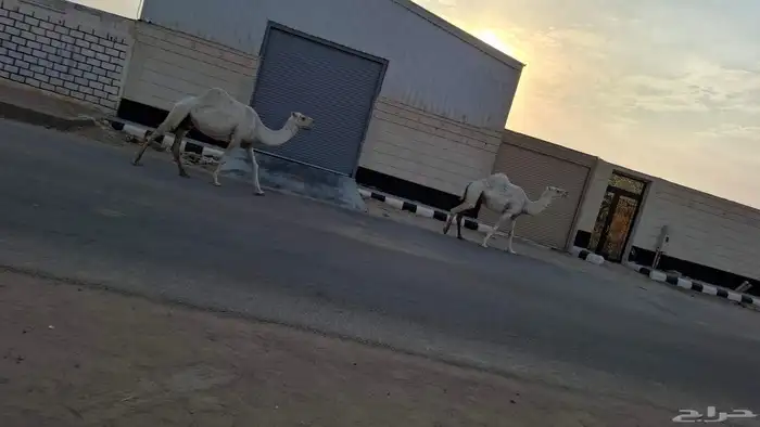 السلام عليكم لقحات على بعير منتج لهن بلقاح 7 شهور 1
