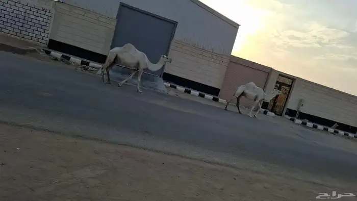 السلام عليكم لقحات على بعير منتج لهن بلقاح 7 شهور 0