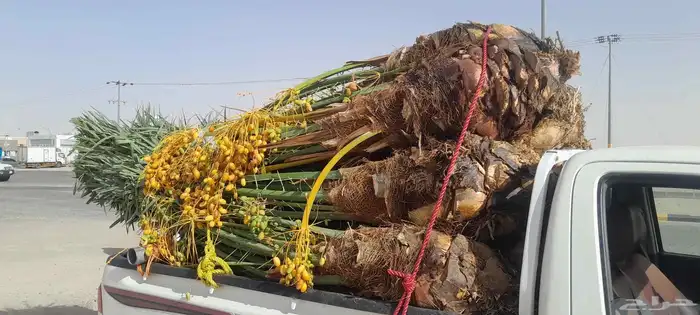 نخل اللبيع في حفر الباطن 0