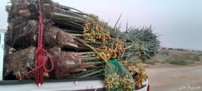 نخل اللبيع في حفر الباطن 1