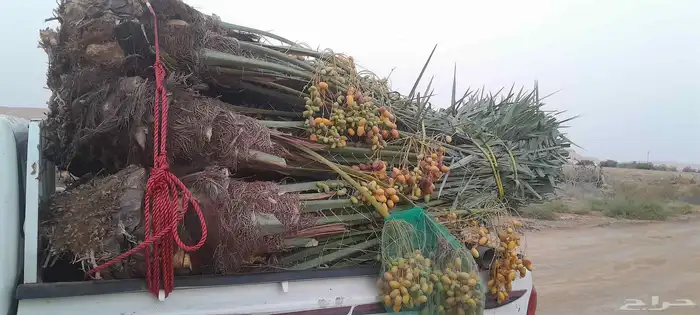 نخل اللبيع في حفر الباطن 2