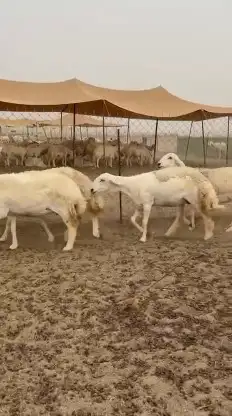 رخال حريات جدعان وتنايه صنف الصنف شعره ملكيه عددها 31 0