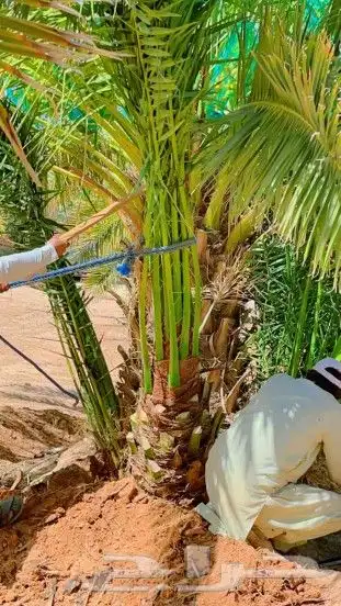 نخل مثمر للبيع رشودي نبوت اخلاص صقعي نخيل خضري مجدول ونانه 7