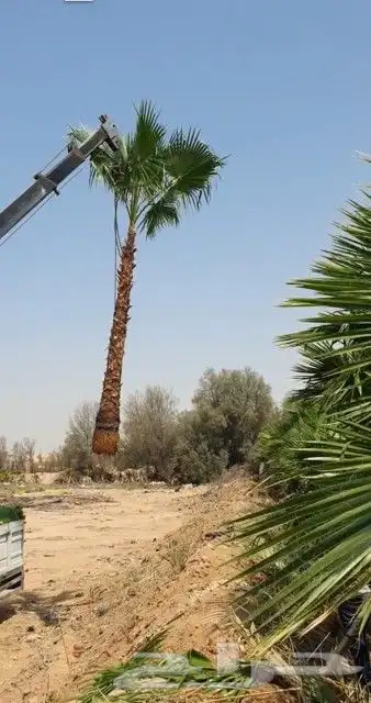 نخل مثمر للبيع رشودي نبوت اخلاص صقعي نخيل خضري مجدول ونانه 9