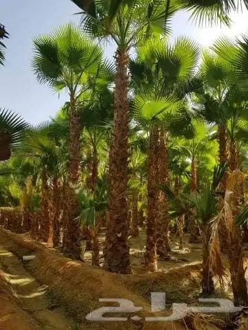نخل الرياض واشنطني وعربي اصلي 2
