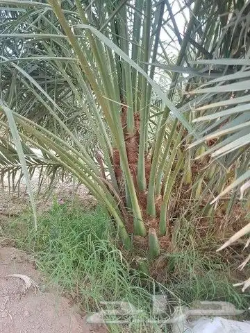 نخل واشنطني عربي مثمر نخيل برحي صقعي مجدول عجوه سكري ونانه 6