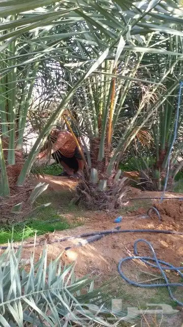 نخل واشنطني عربي مثمر نخيل برحي صقعي مجدول عجوه سكري ونانه 10