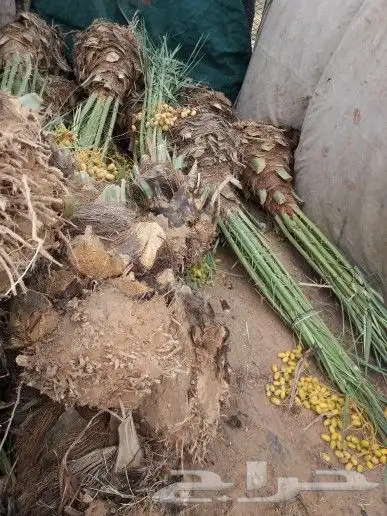 نخل واشنطني عربي مثمر نخيل برحي صقعي مجدول عجوه سكري ونانه 7