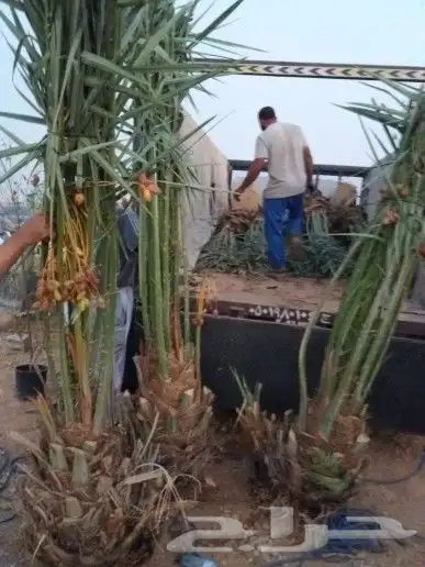 نخل واشنطني عربي مثمر نخيل برحي صقعي مجدول عجوه سكري ونانه 0