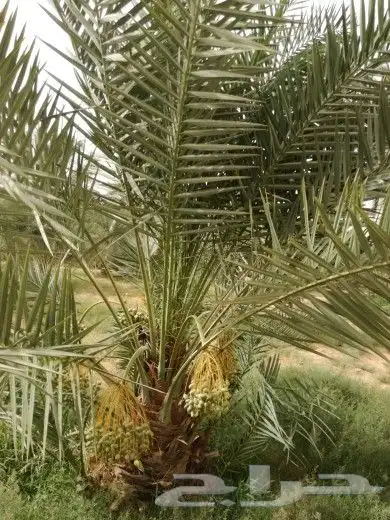 نخل مثمر للبيع رشودي نبوت اخلاص صقعي نخيل خضري مجدول ونانه 1