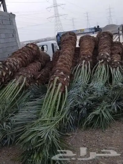 نخل للبيع في مكه جده نخل بجميع المقاسات 8