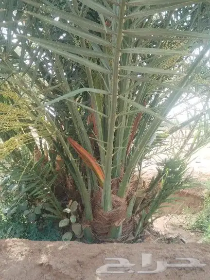 نخل صنو-ودي-فسايل برني وصقعي ومجدول 5