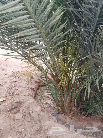 نخل صنو-ودي-فسايل برني وصقعي ومجدول 1