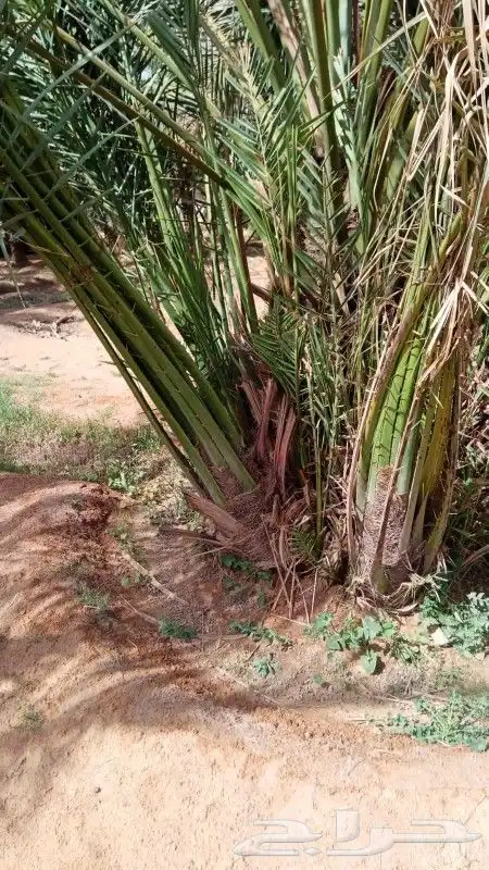 الزلفي قلع وغرس فسايل ونقايل وتوريد جميع انواع انخيل 2