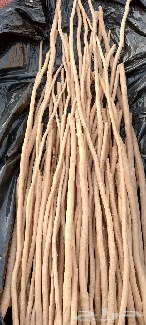 مساويك مسواك سواك بلدي طازج حار شرط للزبون انظر التقييمات 3