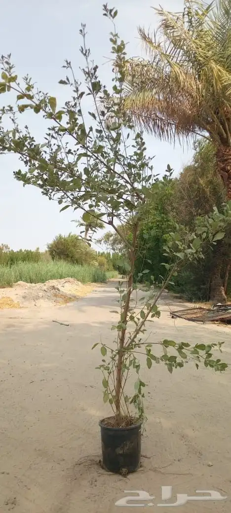 مشتل زراعي 8