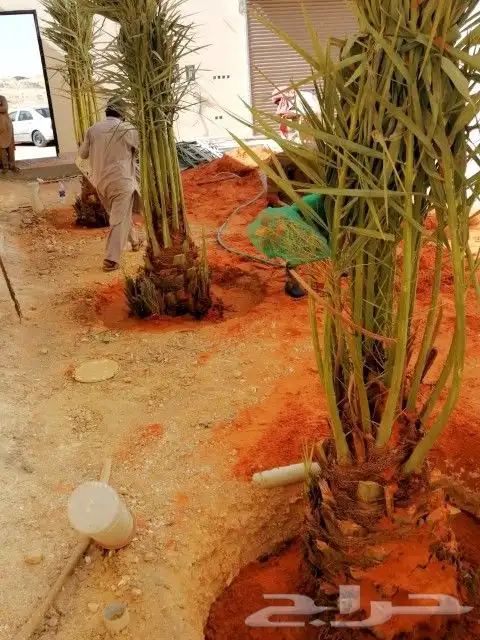 نخل مثمر للبيع رشودي نبوت اخلاص صقعي نخيل خضري مجدول ونانه 0