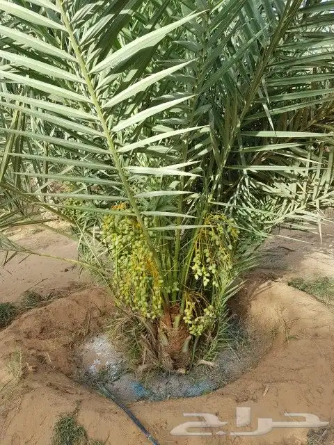 نخل مثمر للبيع رشودي نبوت اخلاص صقعي نخيل خضري مجدول ونانه 8