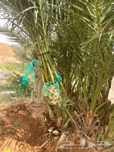 نخل مثمر للبيع رشودي نبوت اخلاص صقعي نخيل خضري مجدول ونانه 3