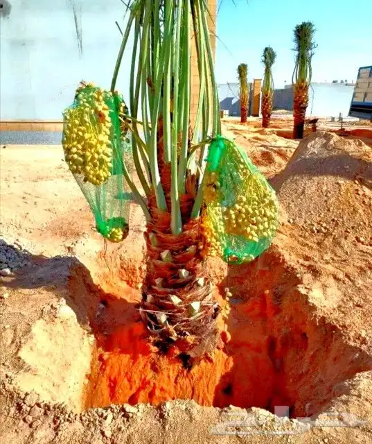 نخل مثمر للبيع رشودي نبوت اخلاص صقعي نخيل خضري مجدول ونانه 5