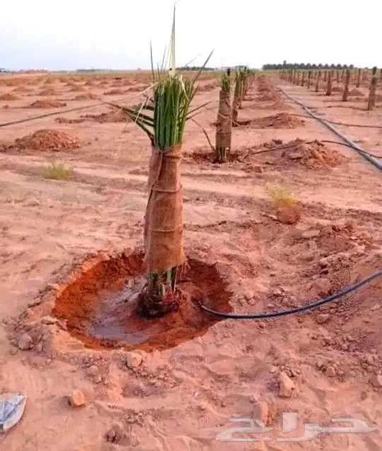 نخل مثمر للبيع رشودي نبوت اخلاص صقعي نخيل خضري مجدول ونانه 6