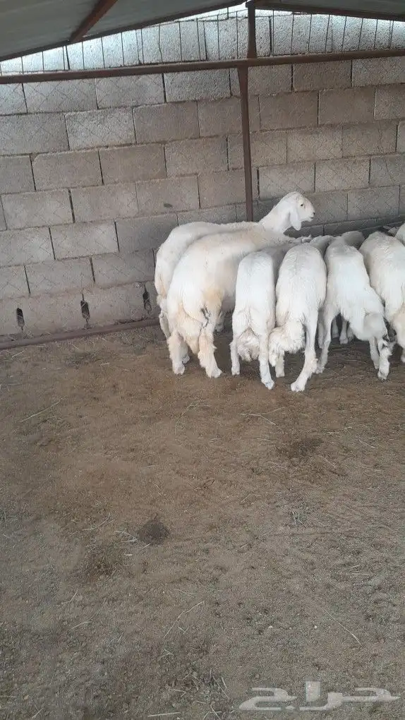 خرفان حريات 4
