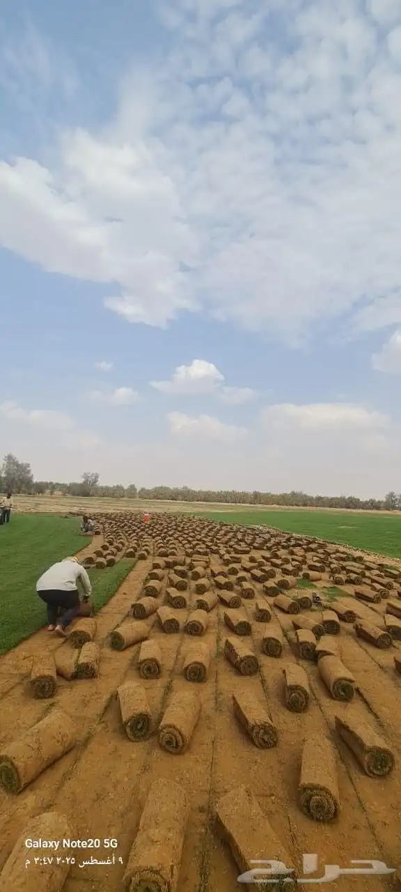ثيل طبيعي سي الفين 8