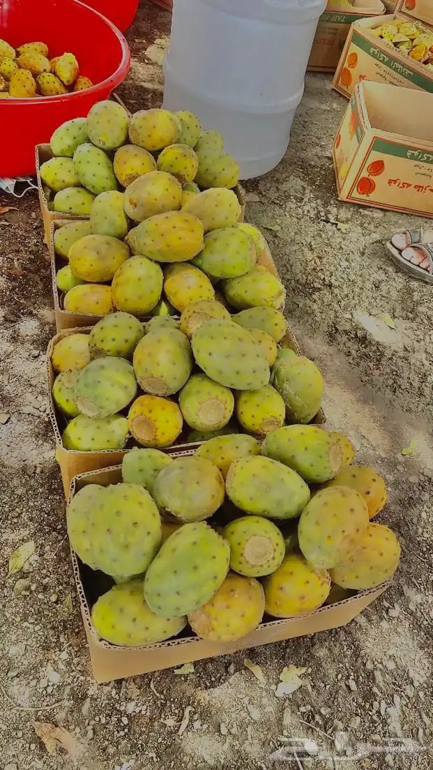 برشومي الحدب يخوان 0