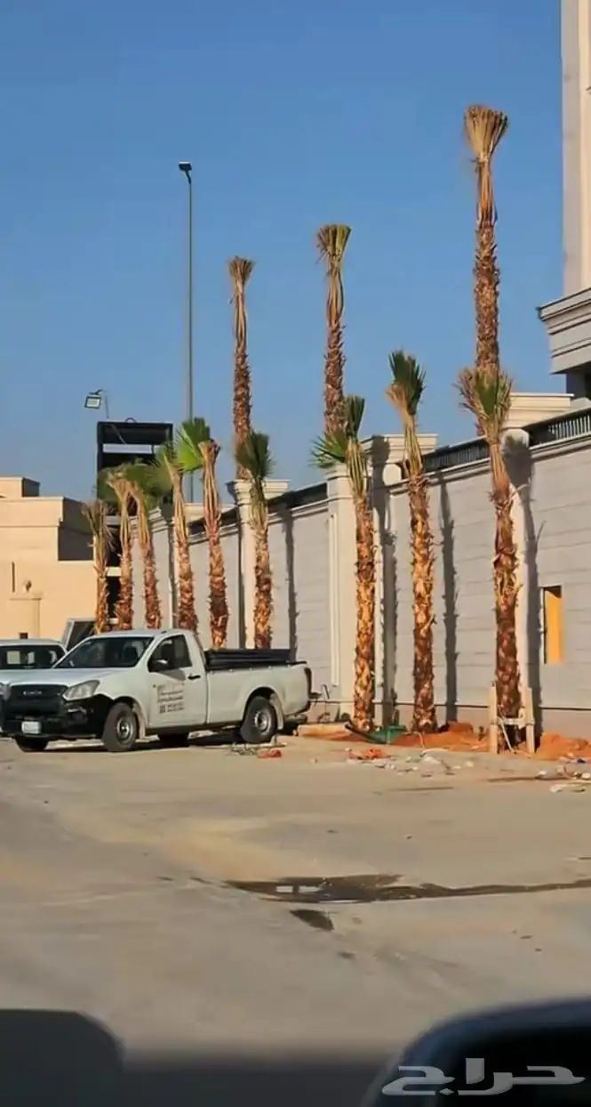 نخل واشنطني زينه امريكي 20
