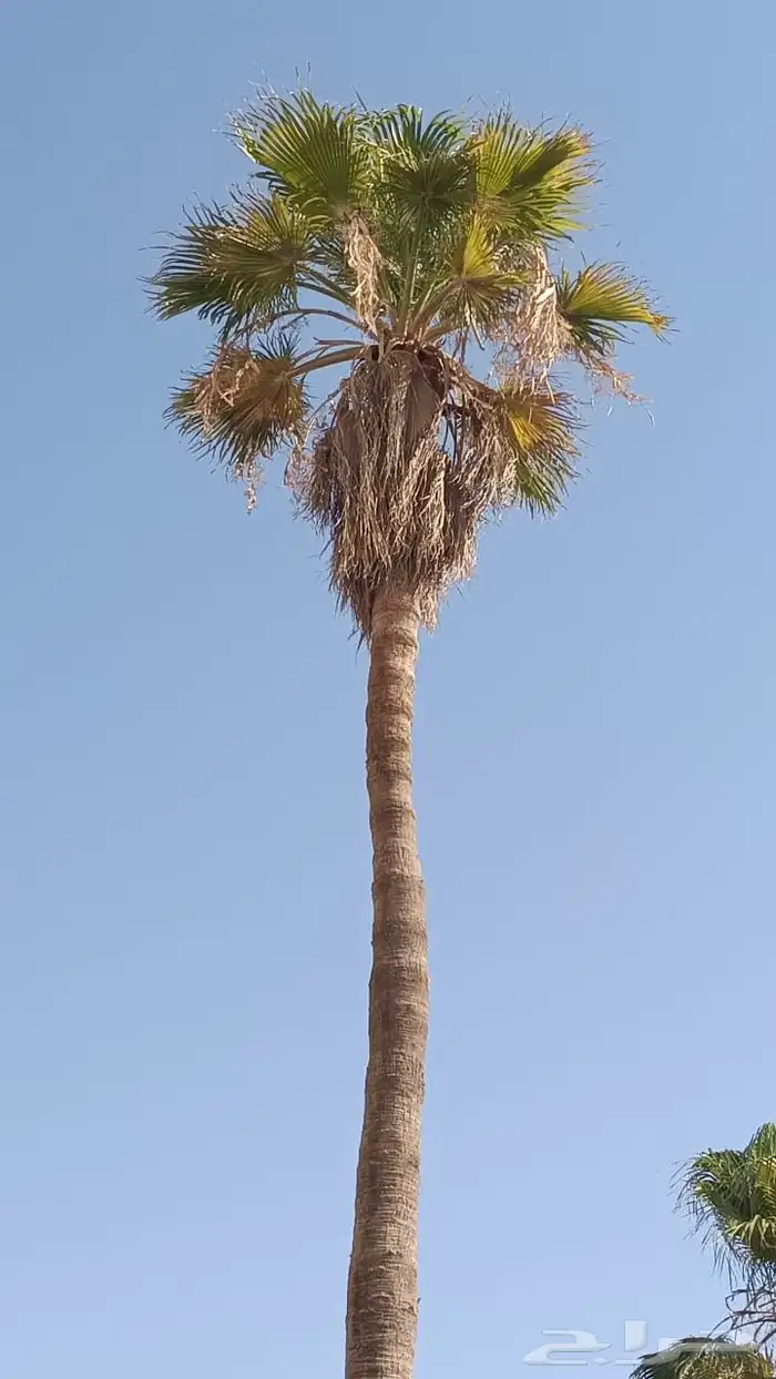 نخل واشنطنيا زينه 5