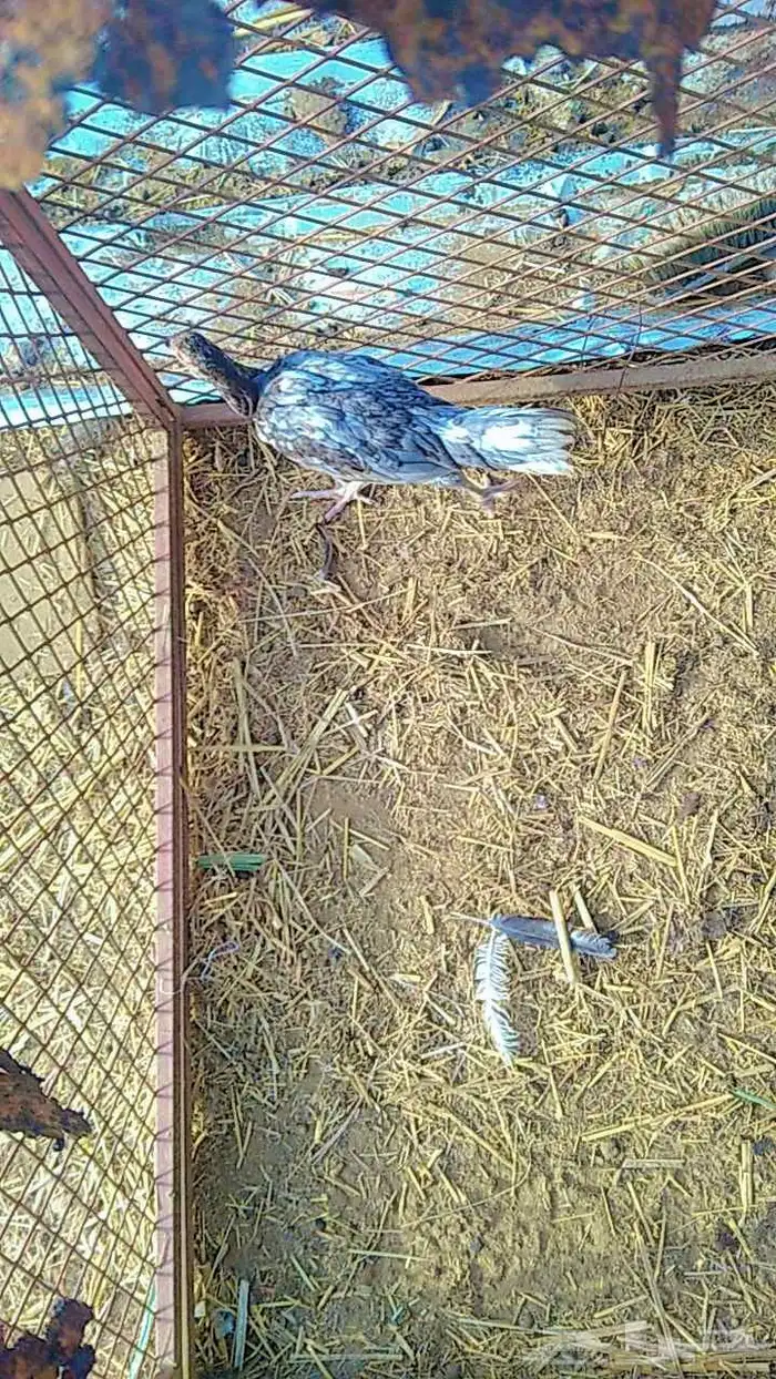 دجاج باكستاني العمر حوالي 4 شهور البيع على السوم 1