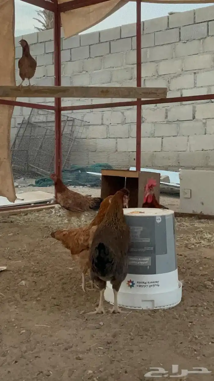 أطقم فواخر كفو نادره 3