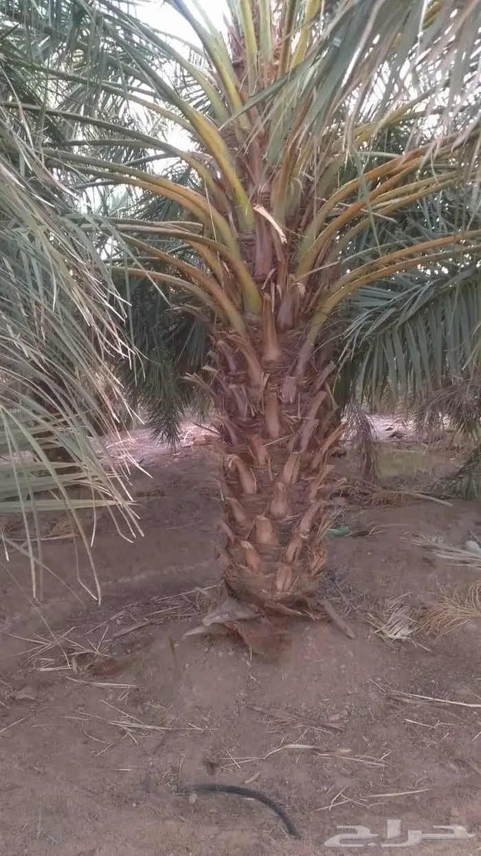الزلفي قلع وغرس فسايل ونقايل وتوريد جميع انواع انخيل 1