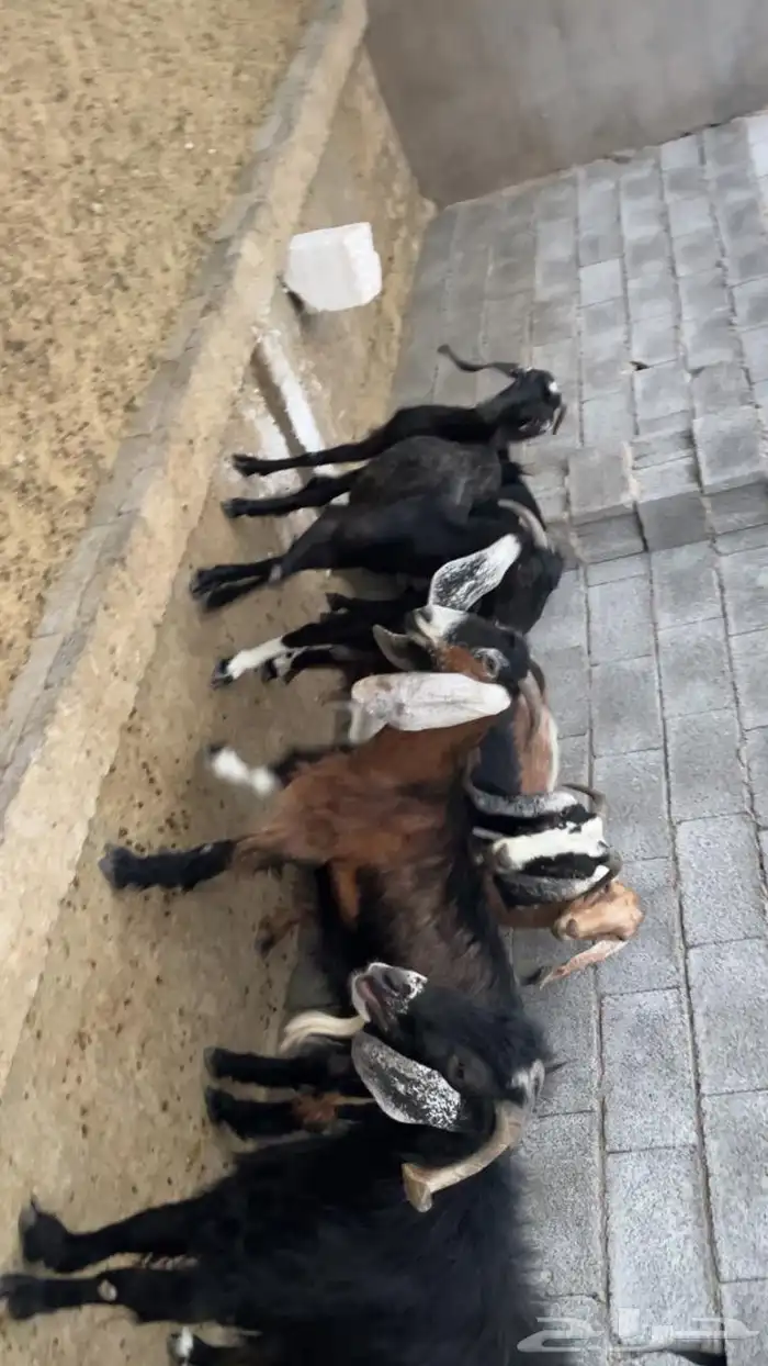 معزا عوارض 5