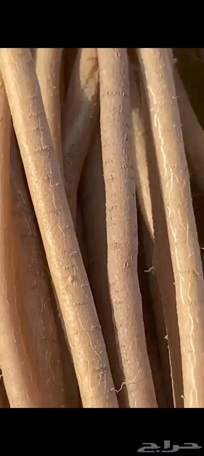 مساويك مسواك سواك بلدي طازج حار شرط للزبون انظر التقييمات 1