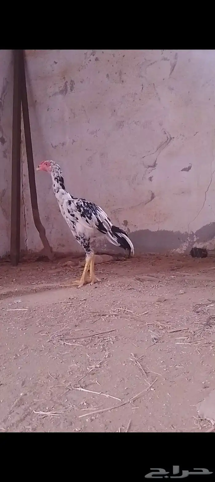 ديك سندي فولي 0