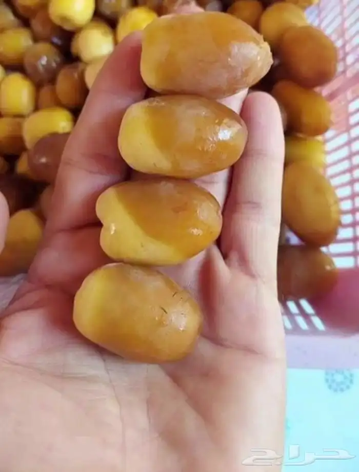 تمر للبيع الصقعي السكري 7