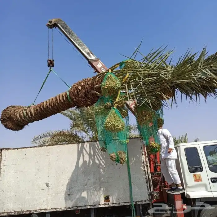 نخل مثمر للبيع رشودي نبوت اخلاص صقعي نخيل خضري مجدول ونانه 4