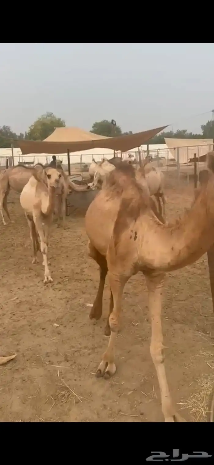 قعدان صومالية مرابي شهرين لحم يبيض الوجه وسعر ممتاز 3