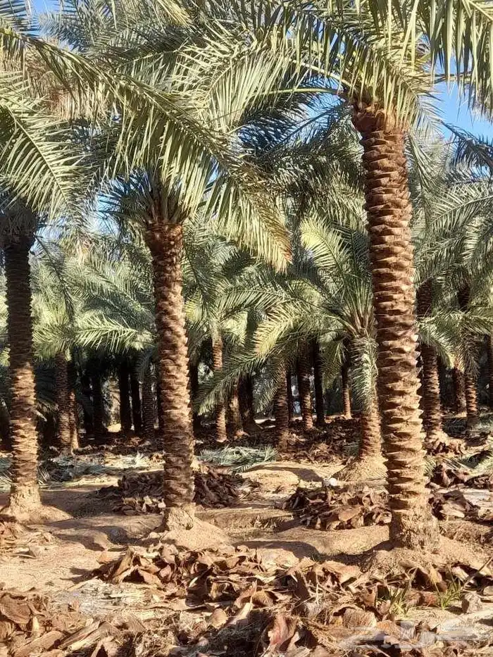 الزلفي قلع وغرس فسايل ونقايل وتوريد جميع انواع انخيل 4