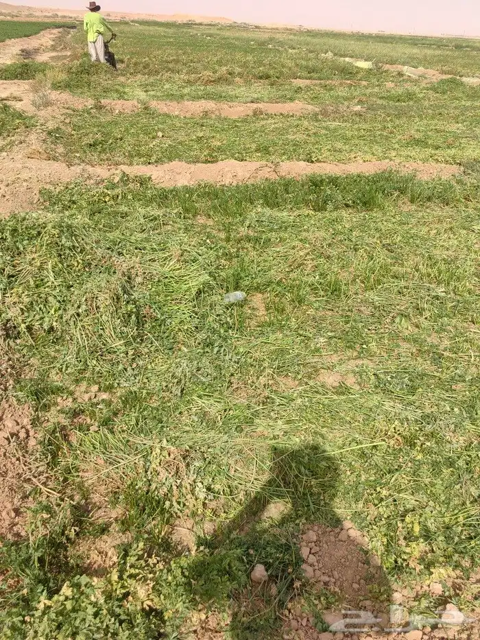 عشب للبل للغنم حصاد اليوم 0