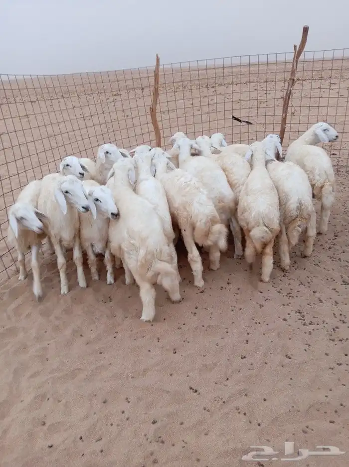 طليان حري 17 رأس 4رخال 13طليان لتواصل 4