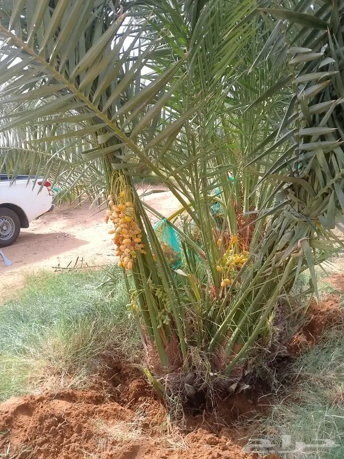 مشاءالله تبارك الله 1