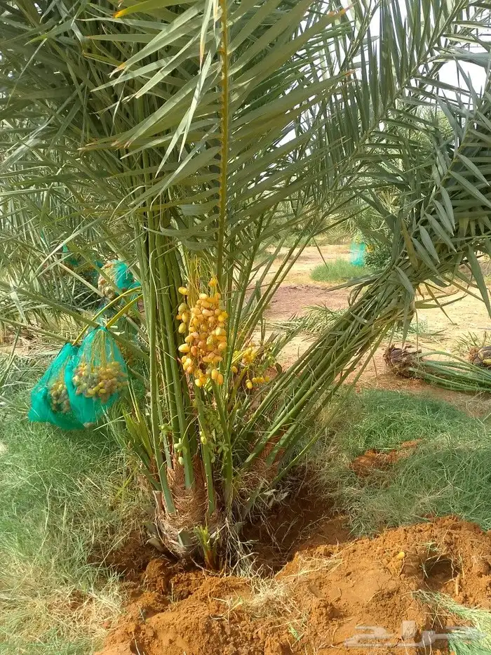 مشاءالله تبارك الله 0