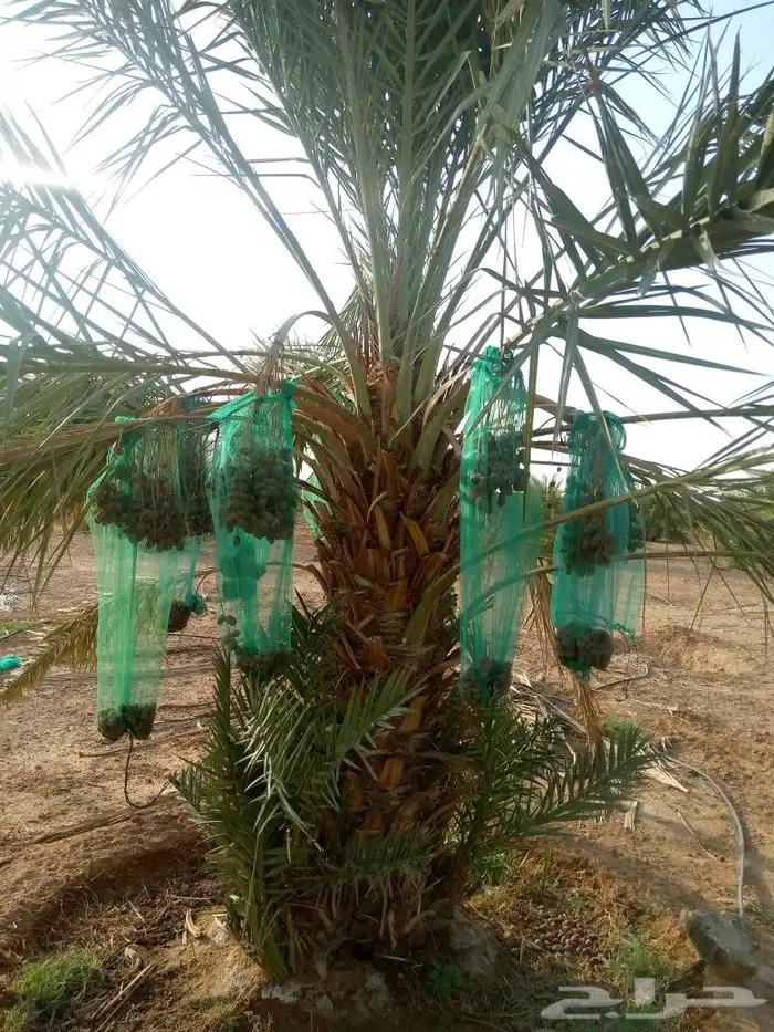 نخل واشنطني عربي مثمر نخيل برحي صقعي مجدول عجوه سكري ونانه 3